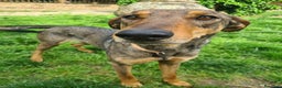 Dobermann cani in regalo: ARTU', magnifico mix DOBERMANN - Annuncio 6