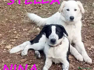 Meticcio cani URGENTE! NINA E STELLA CUCCIOLONE 1 ANNO CERCANO C a Città metropolitana di Milano - Annuncio 40