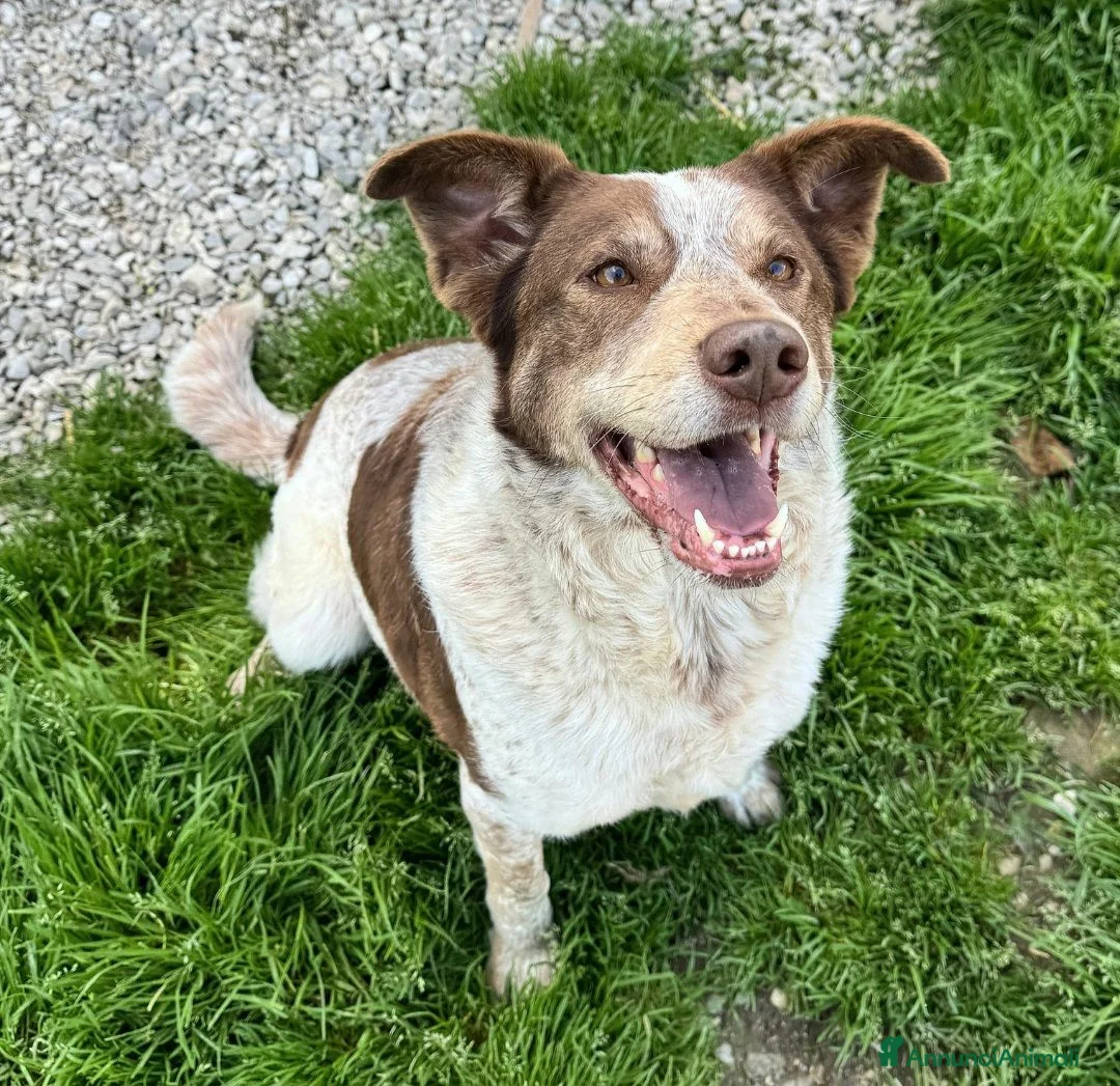 Meticcio cani in regalo: Kikka 4 anni Taglia media  - Annuncio 2