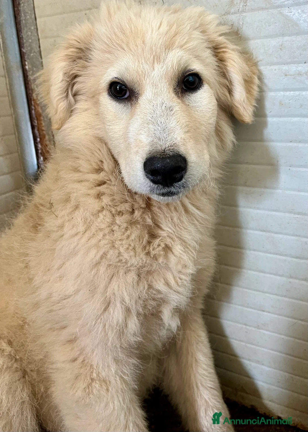 Pastore Maremmano cani in regalo: Zara cerca famiglia - Annuncio 3