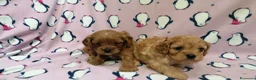 Cavapoo cani in vendita: Cavapoo cuccioli - Annuncio 8