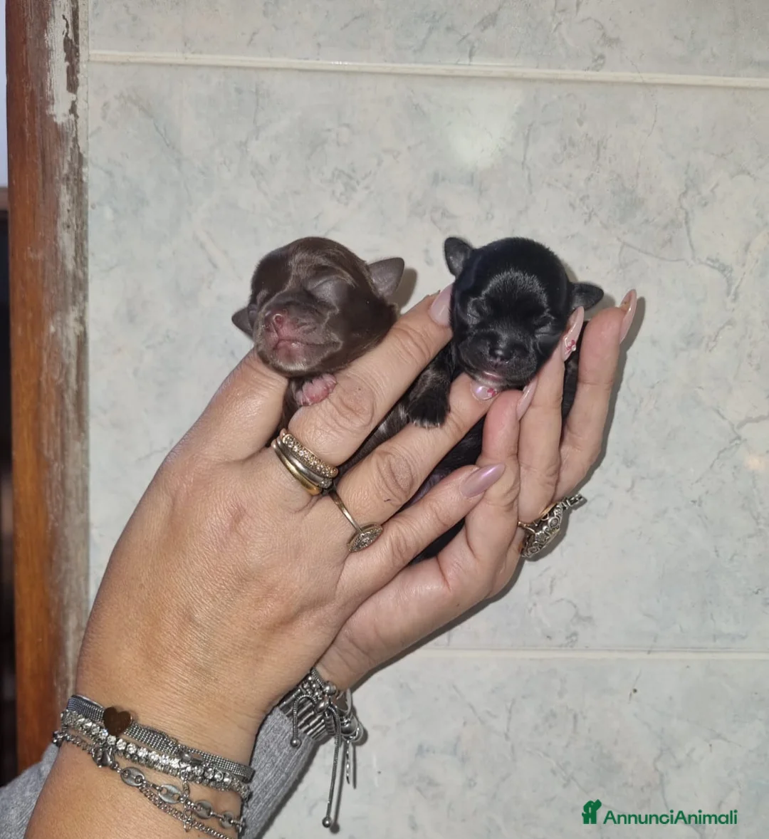 Chihuahua cani in vendita: Cuccioli chiuhauha PURI toy - Annuncio 5