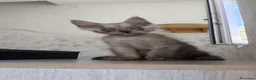 Maine Coon gatti in vendita: Cucciolo Maine Coon Black Smoke maschio  - Annuncio 5