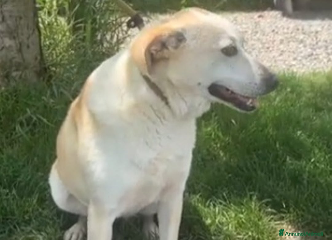 Meticcio cani in regalo: Airy femmina mix Labrador 3anni e 1/2 BRESCIA SOS - Annuncio 12