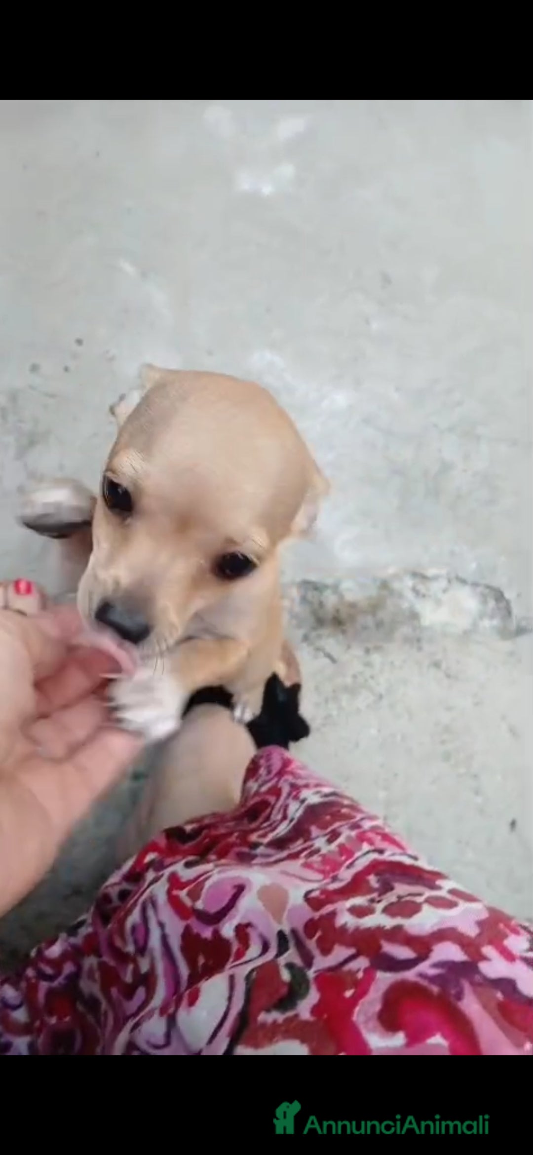 Chihuahua cani in vendita: Cuccioli chihuahua - Annuncio 11