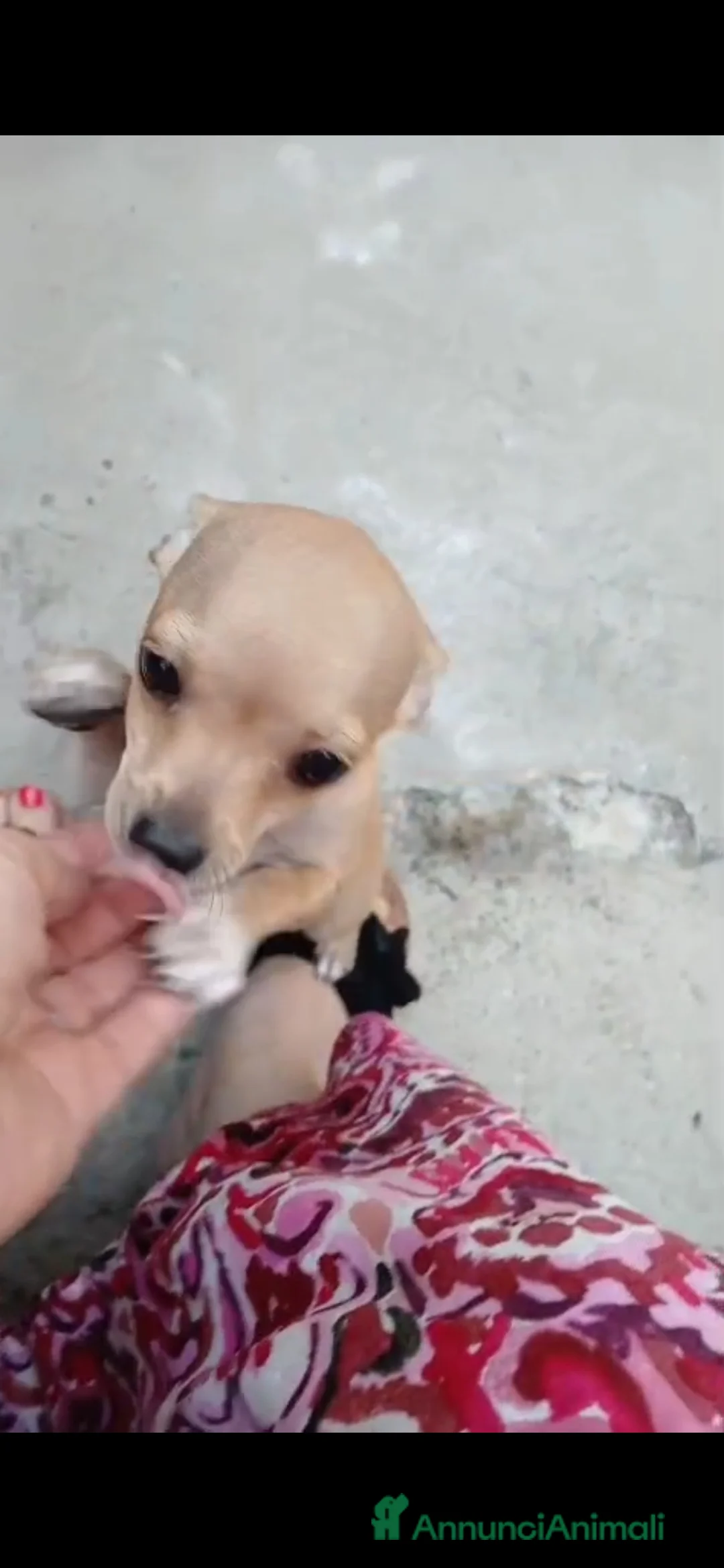 Chihuahua cani in vendita: Cuccioli chihuahua - Annuncio 11