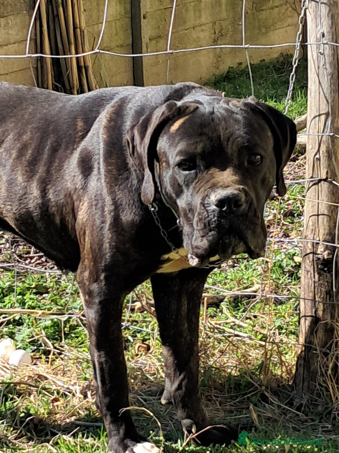 Cane Corso cani in vendita: cuccioli di cane corso  - Annuncio 4