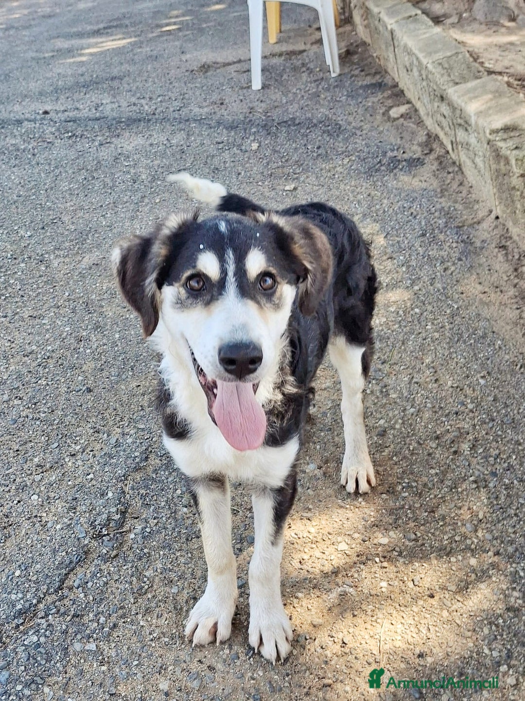 Meticcio cani in regalo: BRETZEL 🩷 - cucciola, ultima della sua cucciolata - Annuncio 7