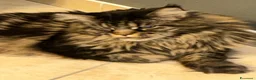 Maine Coon gatti in regalo: Maine coon a Provincia di Brescia - Annuncio 3