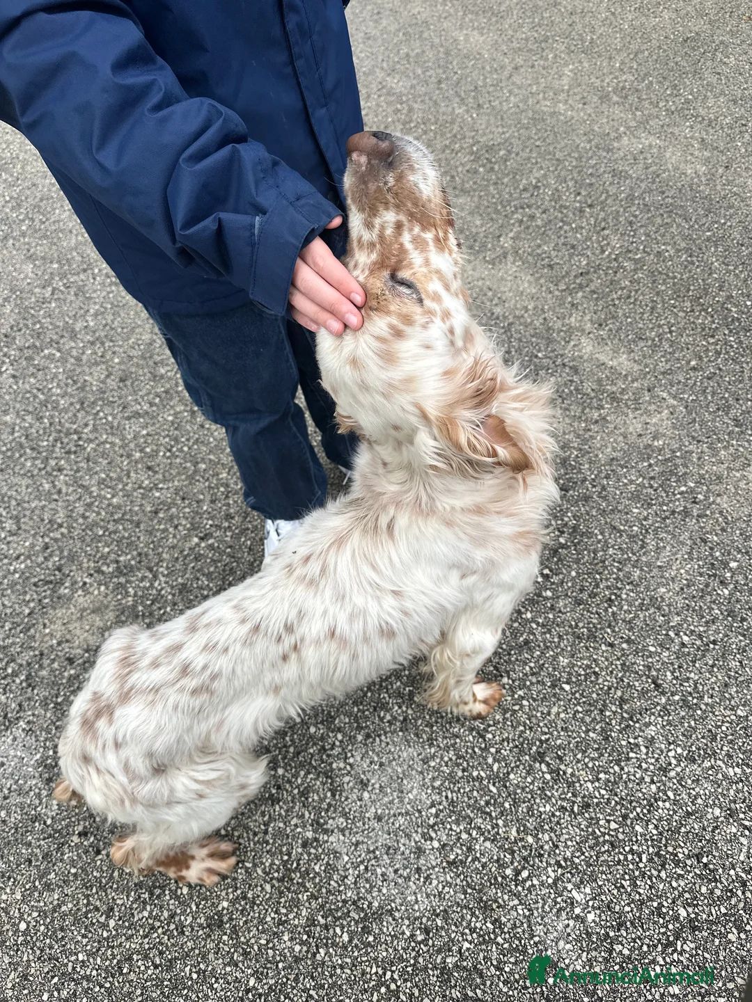 Setter Inglese cani in regalo: Cooper - Annuncio 3