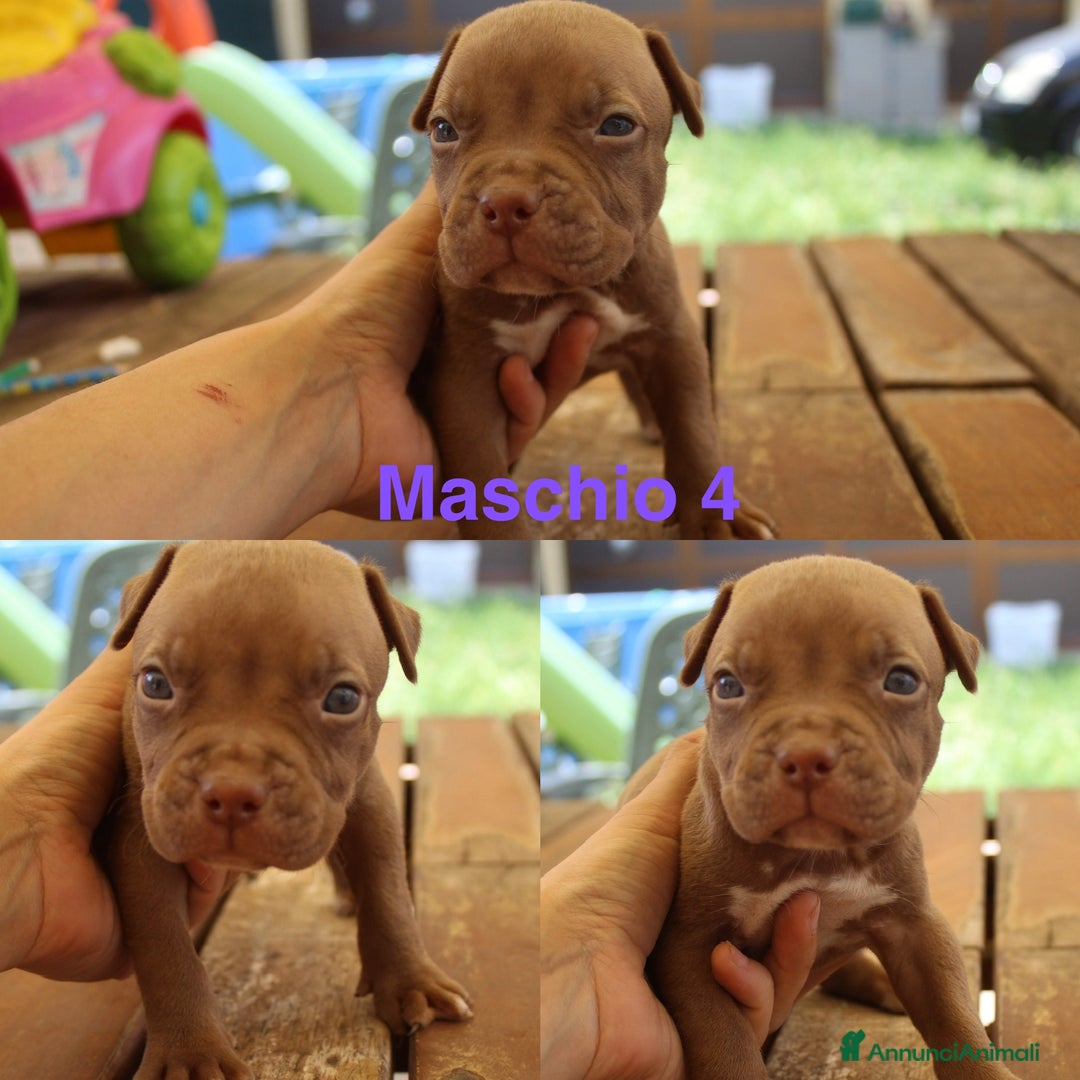 Pitbull cani in vendita: Cuccioli pitbull con pedigree  - Immagine 2