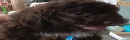 Lagotto cani in vendita: Lagotto Romagnolo  a Provincia di Frosinone - Annuncio 2