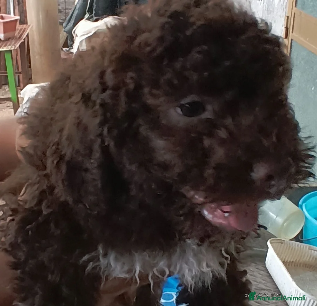 Lagotto cani in vendita: Lagotto Romagnolo  a Provincia di Frosinone - Annuncio 2