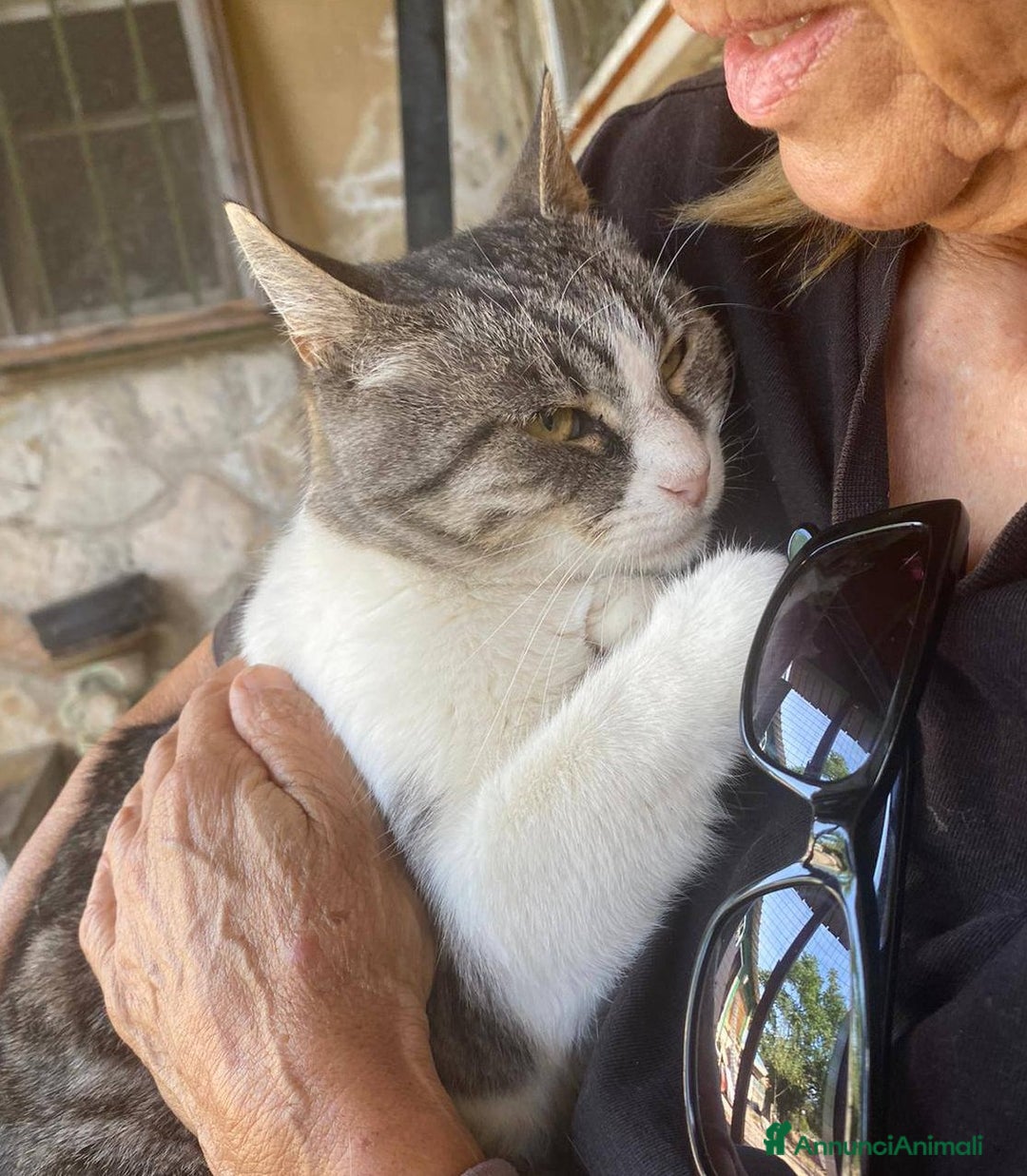 Europeo gatti in regalo: Dolce micia da adottare, LICIA! - Annuncio 5