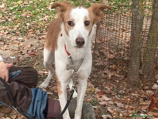 Meticcio cani MILA TG MEDIO PICCOLA STA CERCANDO LA SUA FAMIGLIA - Annuncio 1