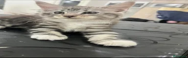 Maine Coon 2