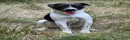 Meticcio cani in regalo: Tom e Jerry 12/15mesi e la loro triste vitaCOSENZA - Annuncio 2