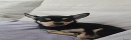 Chihuahua cani in vendita: Cuccioli di Chihuahua  - Annuncio 1