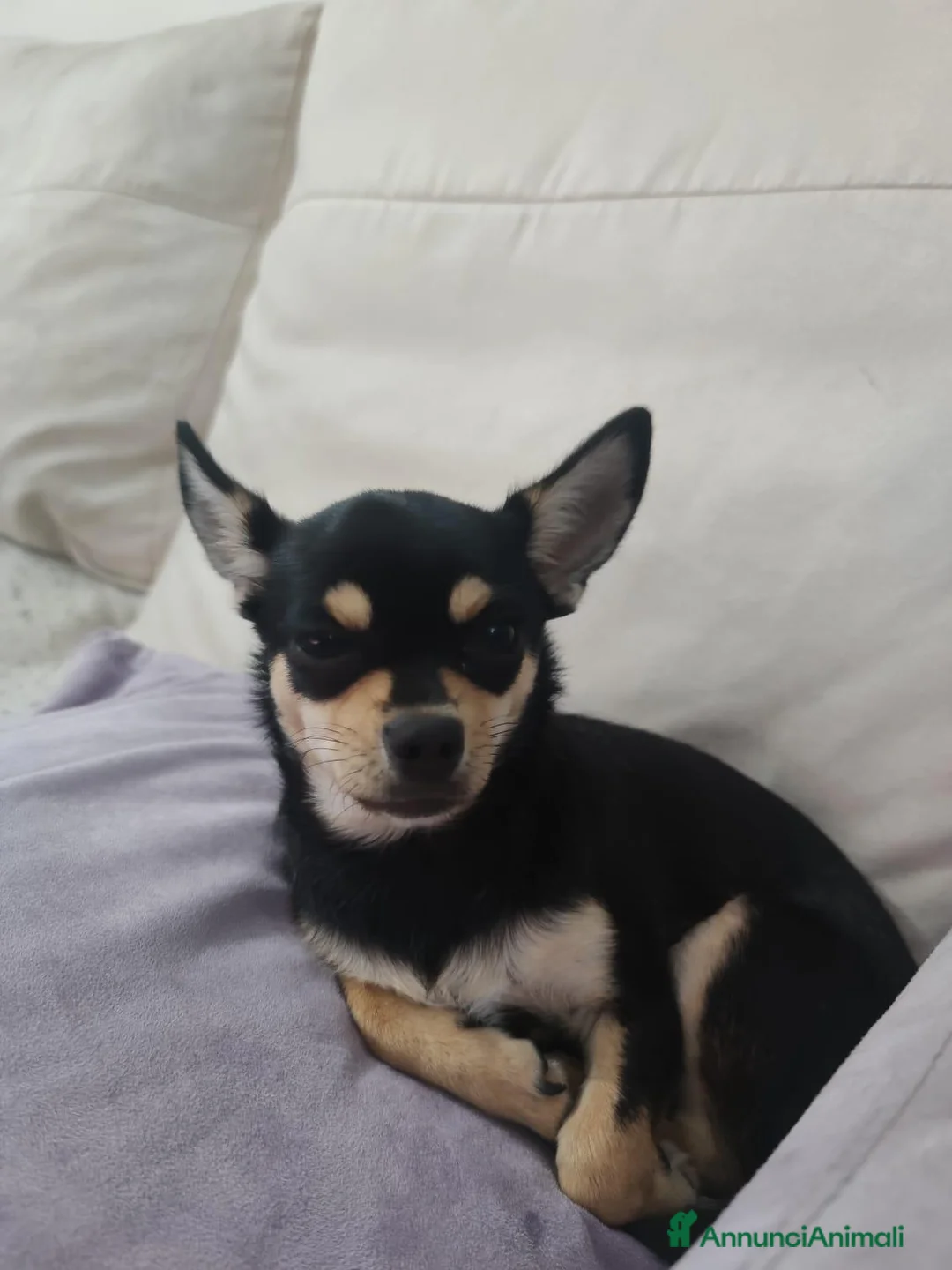 Chihuahua cani in vendita: Cuccioli di Chihuahua  - Annuncio 1