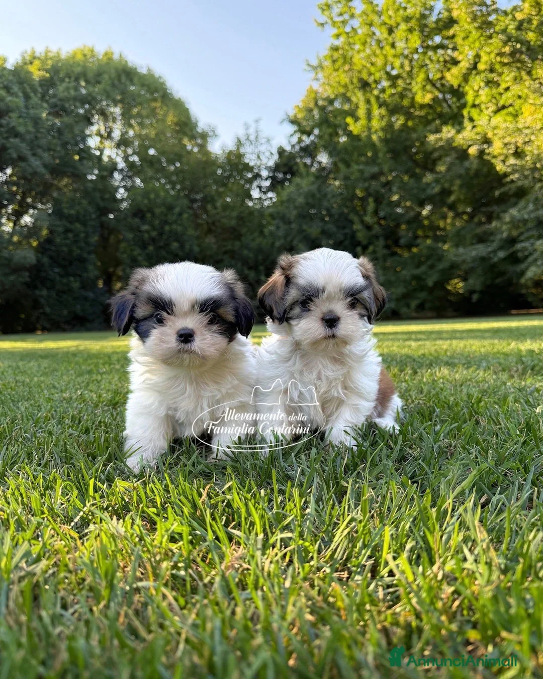 Shih Tzu cani in vendita: Cuccioli di ShihTzu  a Città metropolitana di Milano - Annuncio 1