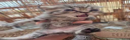 Altre razze gatti in vendita: Meravigliosi Cuccioli in Arrivon  🐾 - Annuncio 6