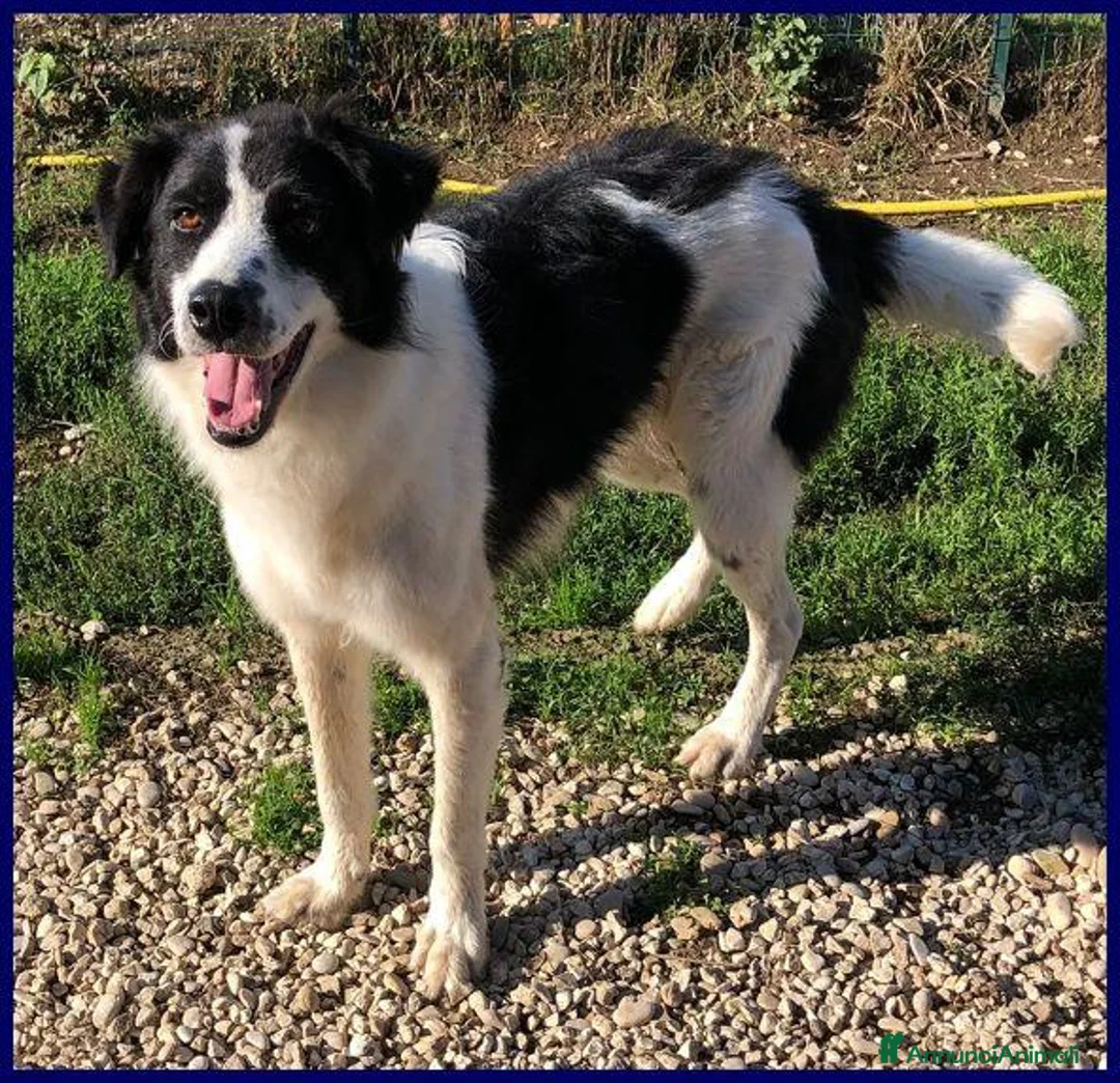 Meticcio cani in regalo: PETRUX meraviglioso patatone tg mediogrande - Annuncio 1