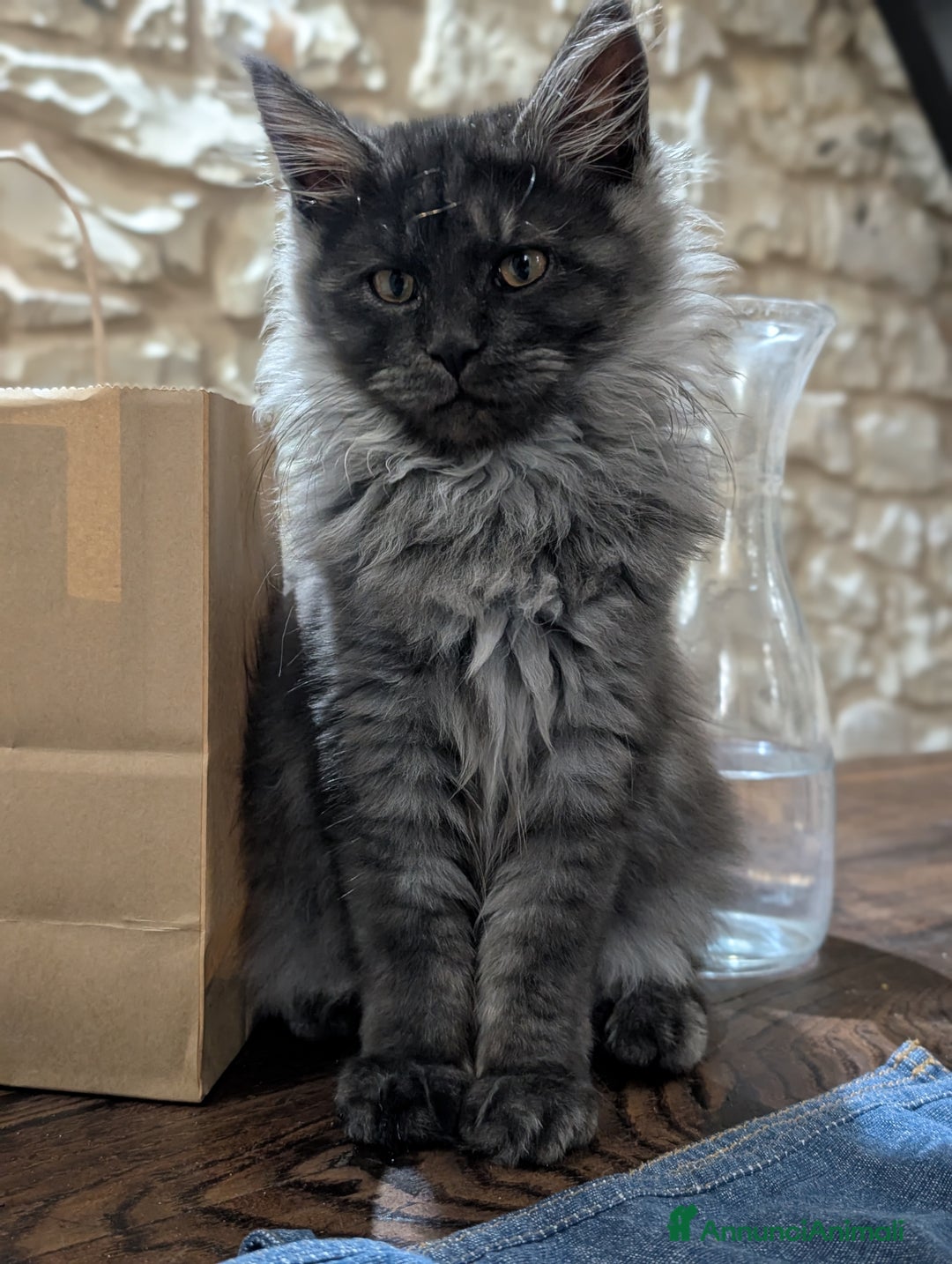 Maine Coon gatti in vendita: Cucciole di Maine Coon blue smoke e nera - Annuncio 2