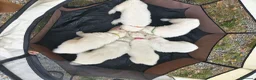 Pastore Svizzero cani in vendita: Adorabili cuccioli di pastore svizzero a Provincia di Bergamo - Annuncio 10