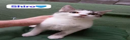 Meticcio gatti in regalo: Gatto adulto,cerca una famiglia che lo ami a Città metropolitana di Milano - Annuncio 2