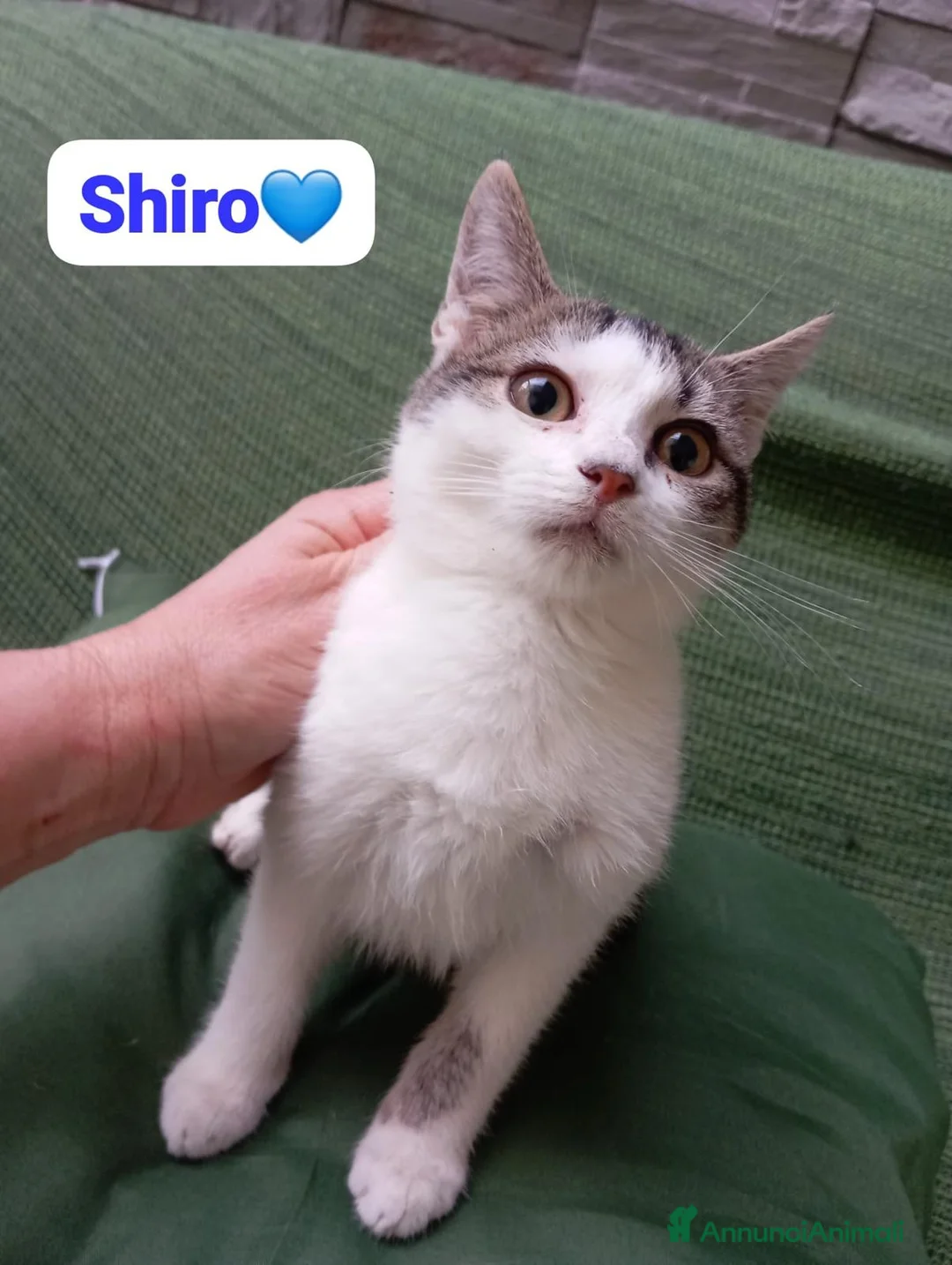 Meticcio gatti in regalo: Gatto adulto,cerca una famiglia che lo ami a Città metropolitana di Milano - Annuncio 2