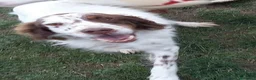 Setter Inglese cani in regalo: ALAN nonnino gioioso ed ottimista - Annuncio 2