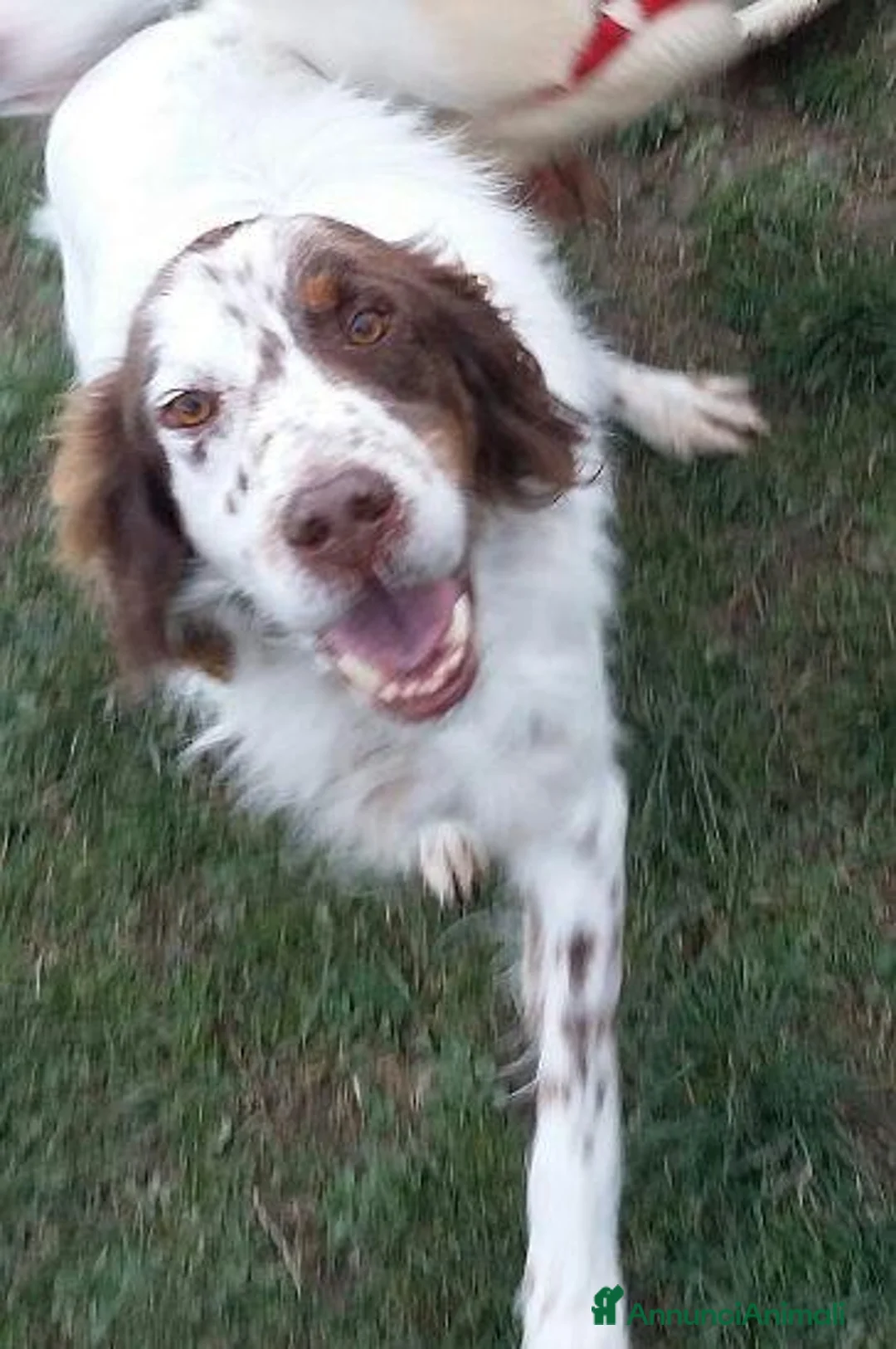 Setter Inglese cani in regalo: ALAN nonnino gioioso ed ottimista - Annuncio 2