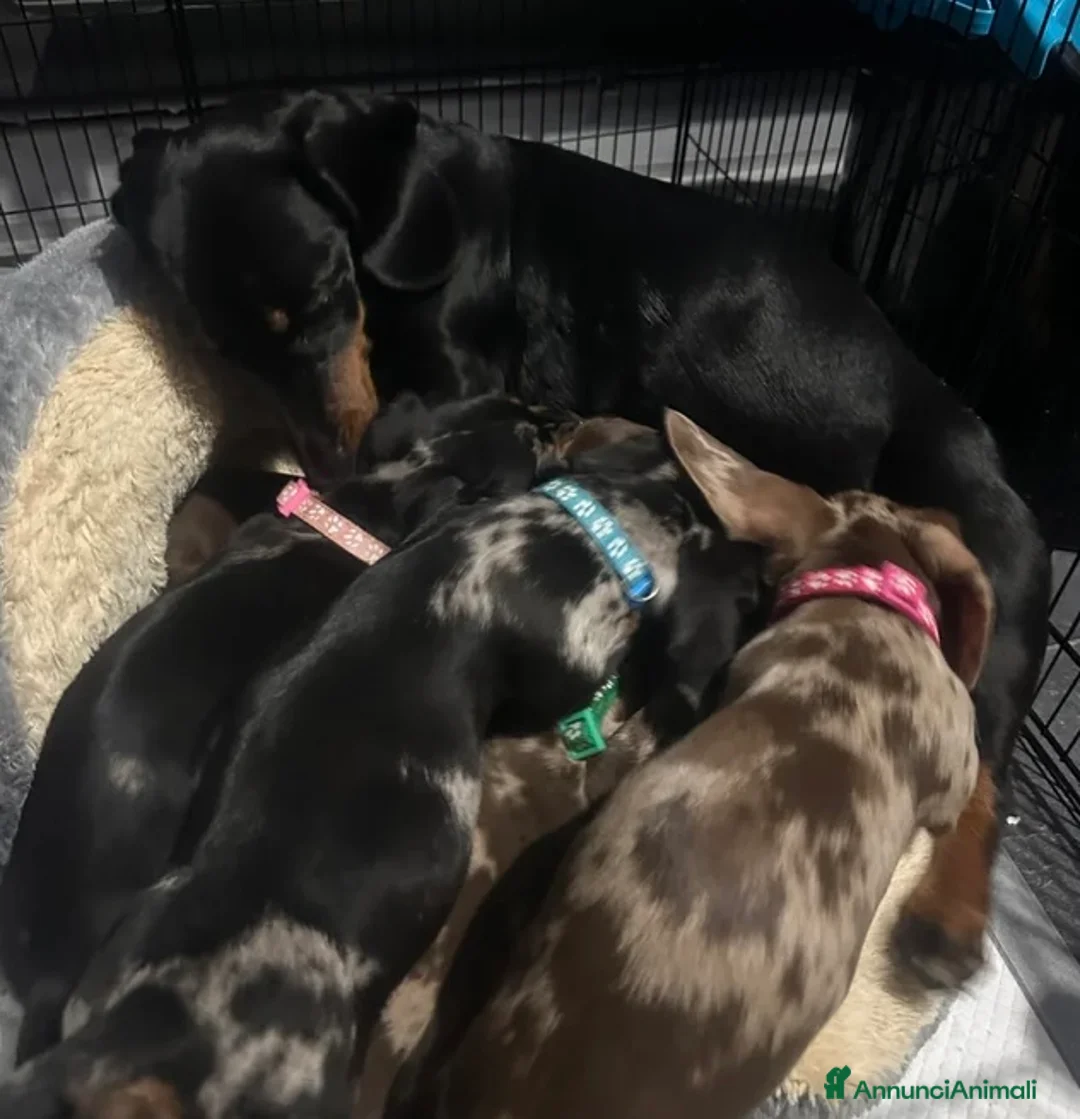 Bassotto cani in vendita: Bassotti Nani - Annuncio 10