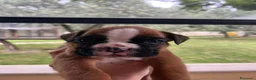 Boxer cani in vendita: 5 maschi fulvi - Annuncio 8