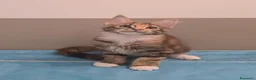 Maine Coon gatti in vendita: Cucciolata F Dolci Fusa - Annuncio 13