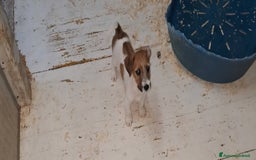 Jack Russell cani in vendita: Cuccioli di Jack Russell con pedigree  a Provincia di Bergamo - Immagine 1
