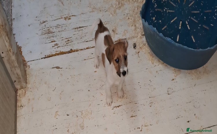 Jack Russell cani a Provincia di Bergamo - Annuncio 2