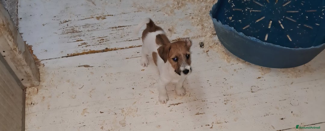 Jack Russell cani in vendita: Cuccioli di Jack Russell con pedigree  a Provincia di Bergamo - Immagine 1