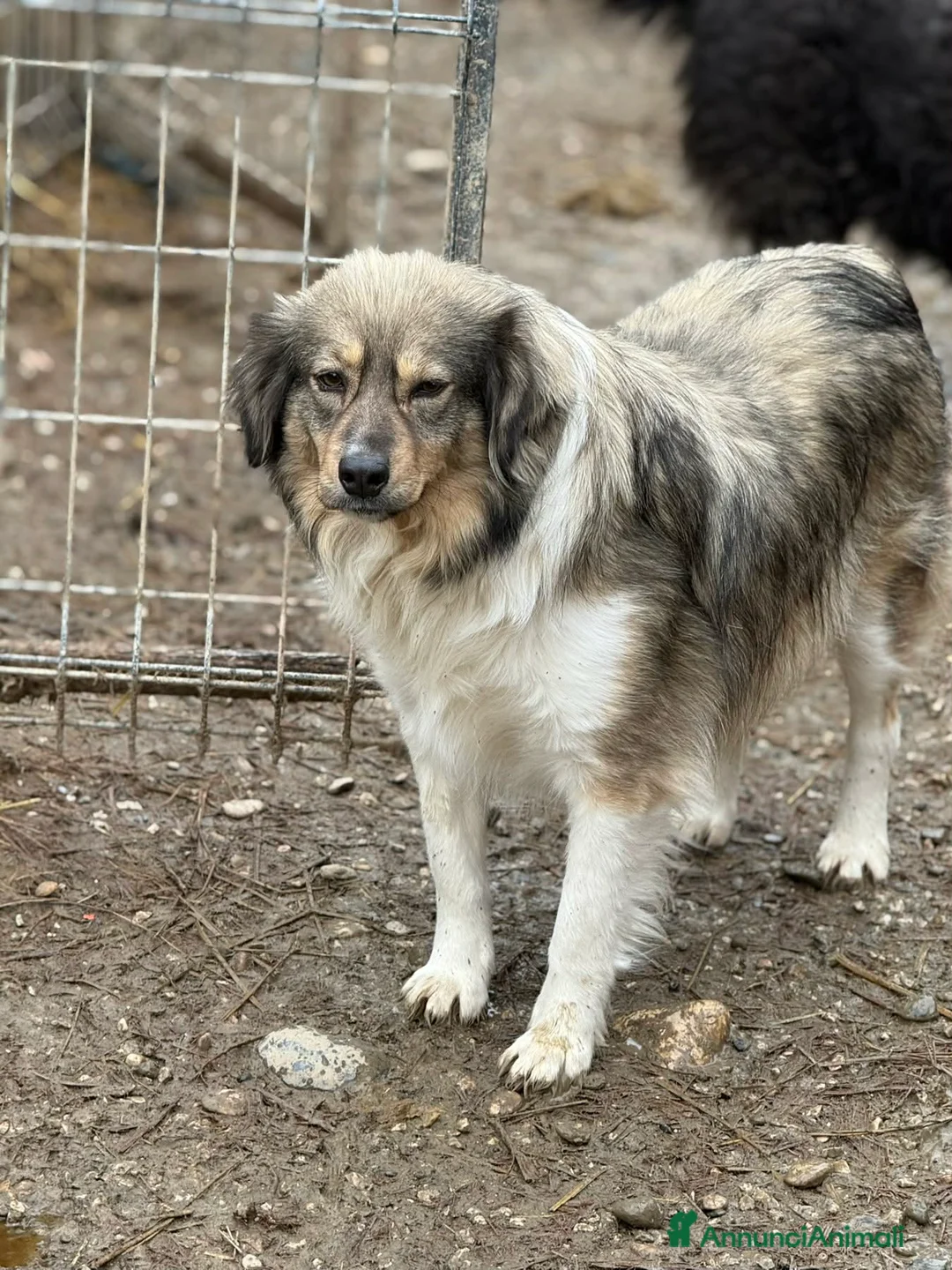 Meticcio cani in regalo: PERSIA, buona come il pane chiusa in rifugio - Annuncio 2