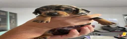 Bassotto cani in vendita: Bassotto Arlecchino  - Annuncio 1