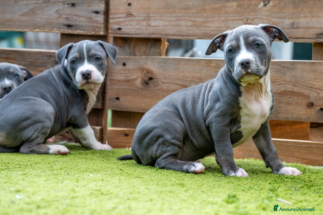 Pitbull cani in vendita: Cucciola di Amerian Pitbull Terrier - Annuncio 3