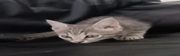 Altre razze gatti in vendita: Gattino (Padre Certosino) - Annuncio 5