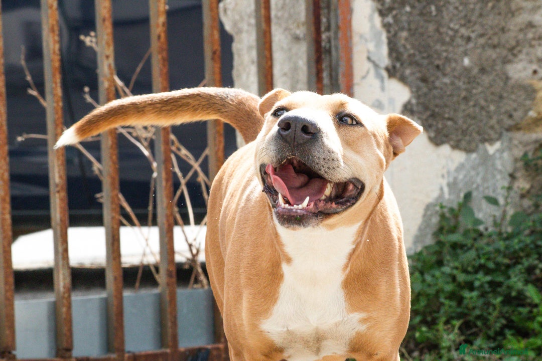 American Staffordshire cani in regalo: Sofy: giovane molossina socievole e affettuosa - Annuncio 2