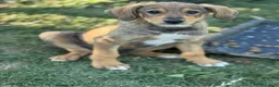 Meticcio cani in regalo: 3 simpaticissimi cuccioli dalle lunghe orecchie! - Annuncio 9