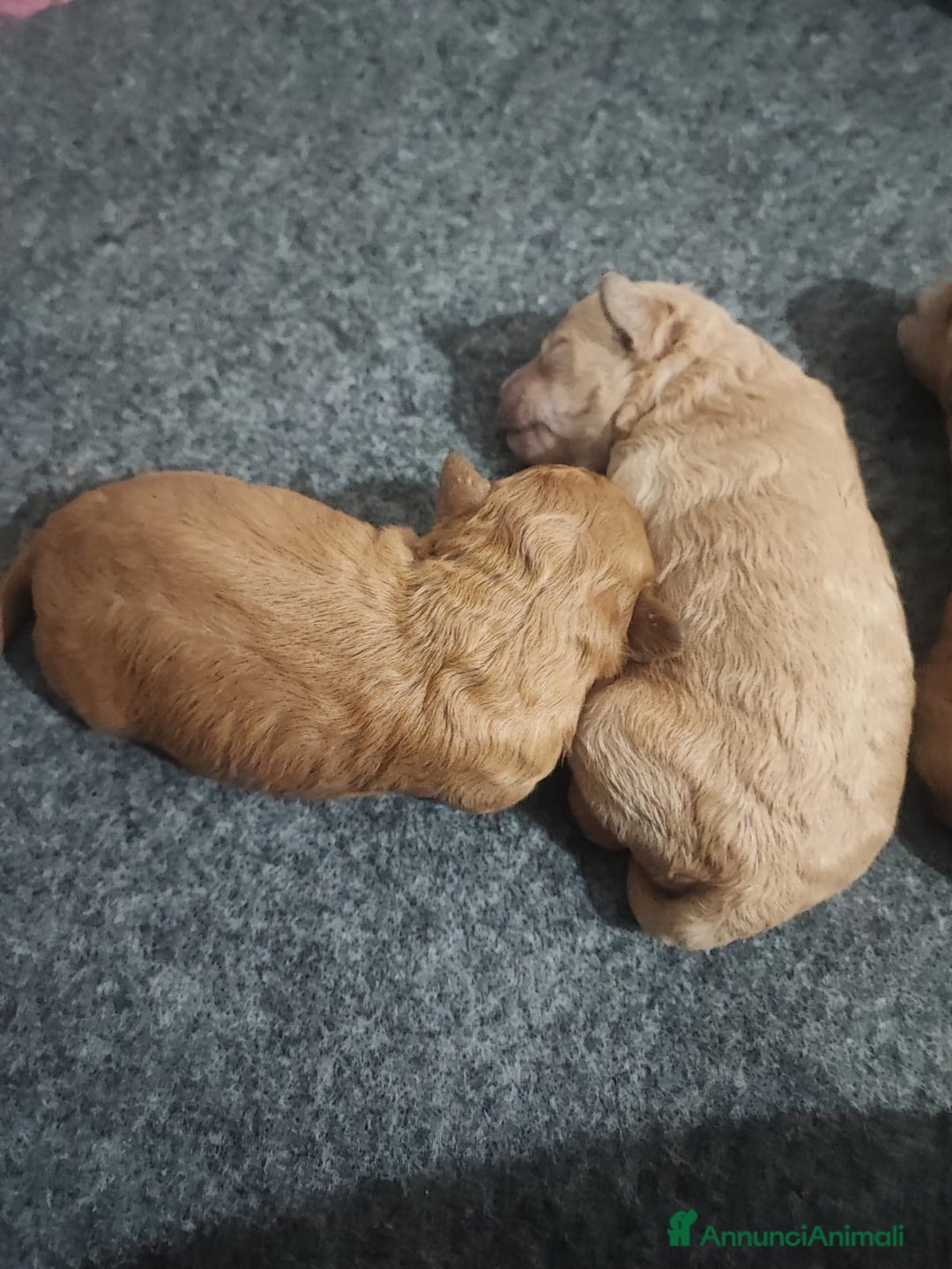 Barboncino cani in vendita: Cuccioli di barboncino - Annuncio 4