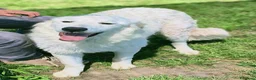 Pastore Maremmano cani in regalo: SVEN, cucciolone di pastore abruzzese - Annuncio 7