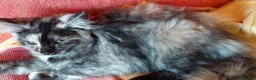 Maine Coon gatti in vendita: Cuccioli Maine coon maschio Black e femmine Tortie - Annuncio 7