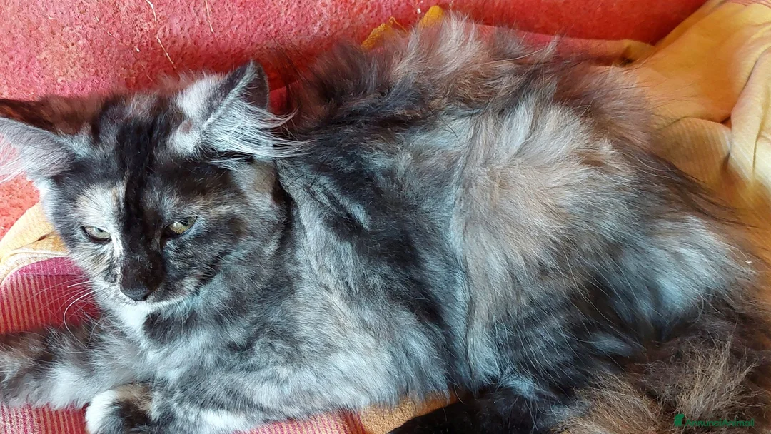 Maine Coon gatti in vendita: Cuccioli Maine coon maschio Black e femmine Tortie - Annuncio 7