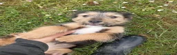 Meticcio cani in regalo: DAKOTA e ARES simpatici cucciolotti a Città Metropolitana di Firenze - Annuncio 3