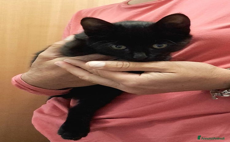 Europeo gatti - Annuncio 15